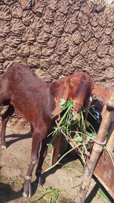 Betal Desi Bakra for sale