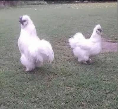 White Silky Pair