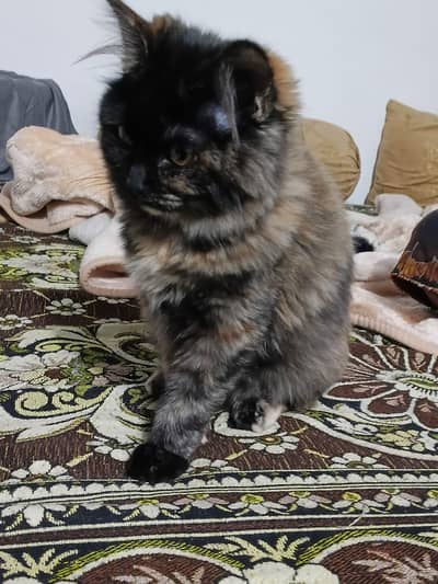 3 Persian cats for sale