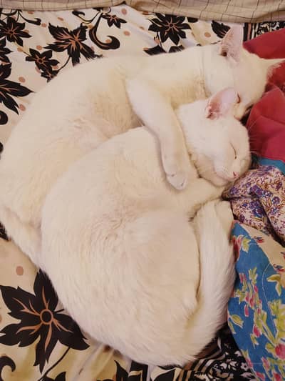 PURE PERSIAN CATS FOR SALE