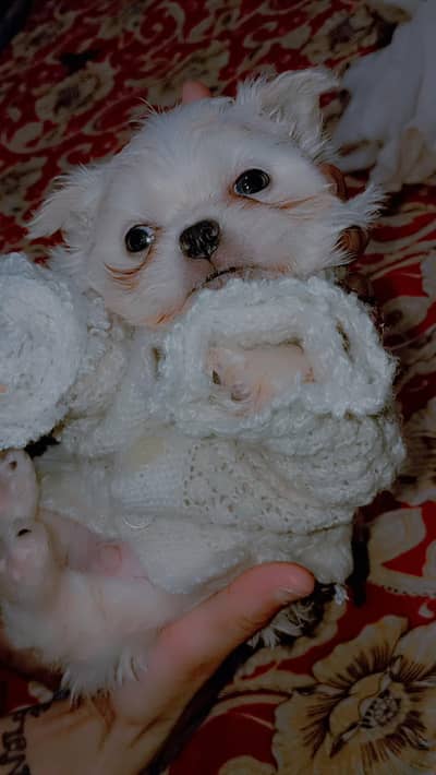 shihtzu puppy active and helty pupy