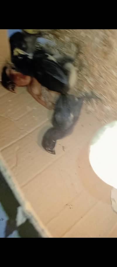 black dragon brown dragon blue dragon & Thai x burmi chicks available