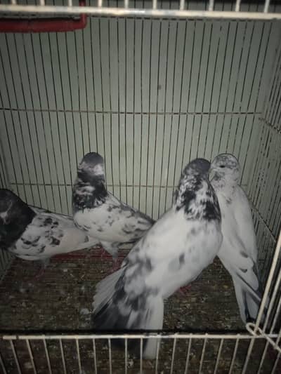 3 male and 1 female per peace 1200