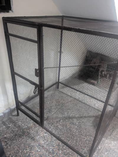 hen & pigeon & Bird Cage
