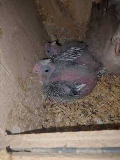 ringneck,Pahari, cocktail chicks and ready to breed pair