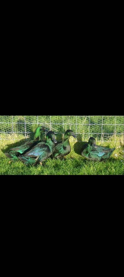 cayaga duck& eggs available 03155110956 whatsapp