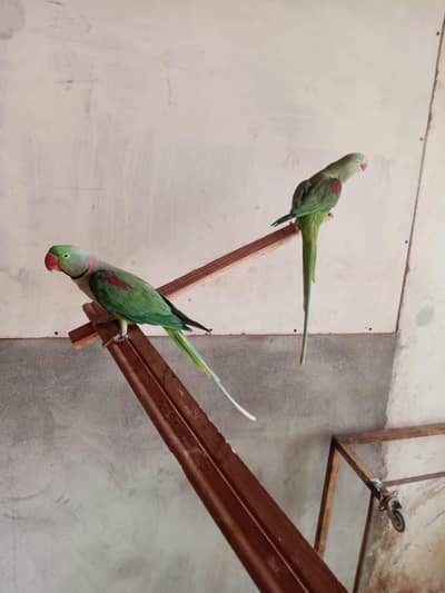 Kashmiry Raw Parrot pair proper breeder