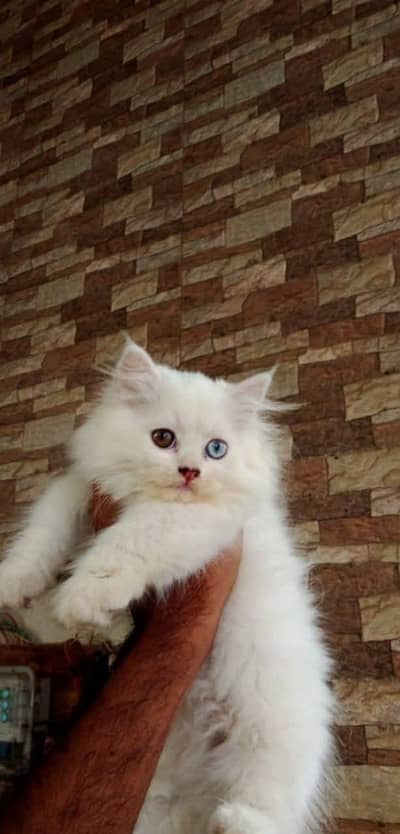 Persian kitten for sale 0340,0095664 my WhatsApp number