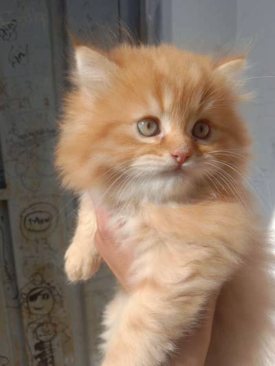 Perian cat triple cot my