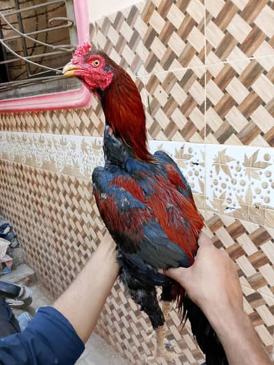 Mashallah high Quality lakha 03422719740