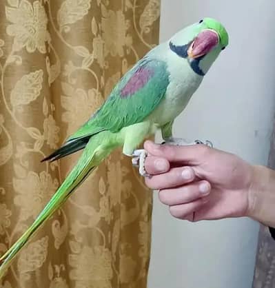 Kashmiri raw parrot for sale only WhatsApp number 03468556940
