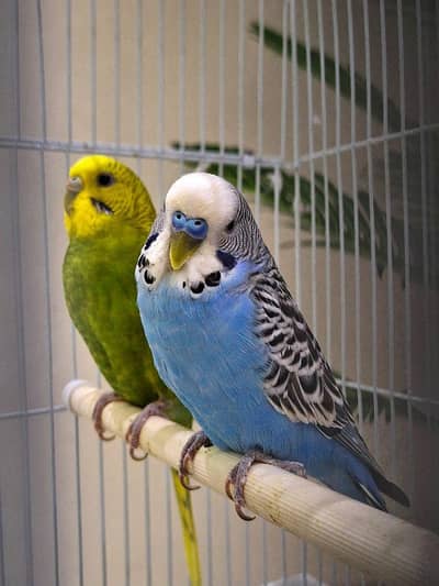 budgies pair