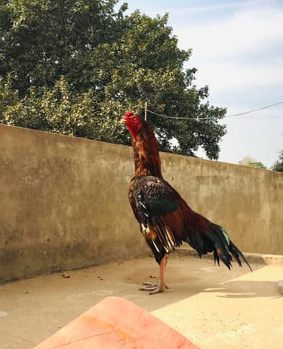 Murga for sale both mazbot