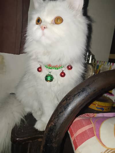 Cute 8 Month Old Male Cat for Sale