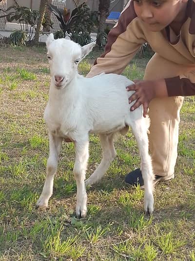 Baby Bakra white