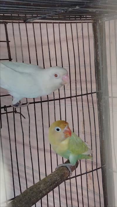 parblue pastelino x albino red eye