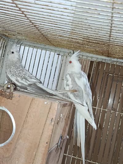 fellow cocktail breeder pair