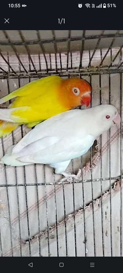 lotino red-eye split blue X albino redeye