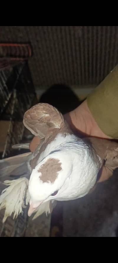 pigeon karblai for sale