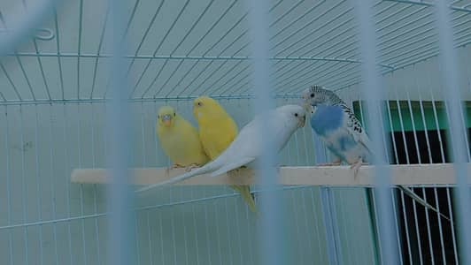 Australian Red Eye Parrots with Cage Large size