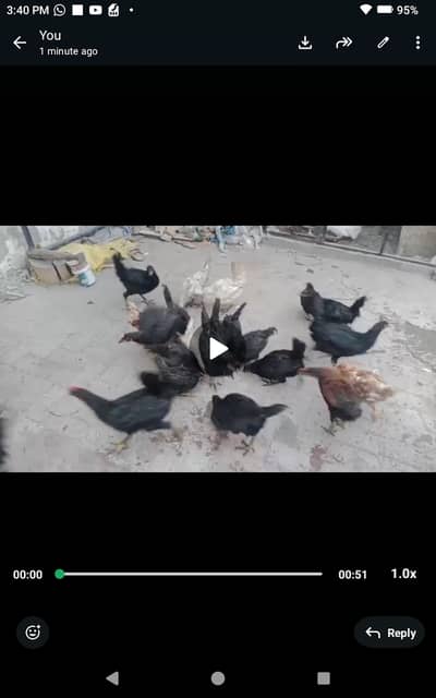 Austorlop male female for sale