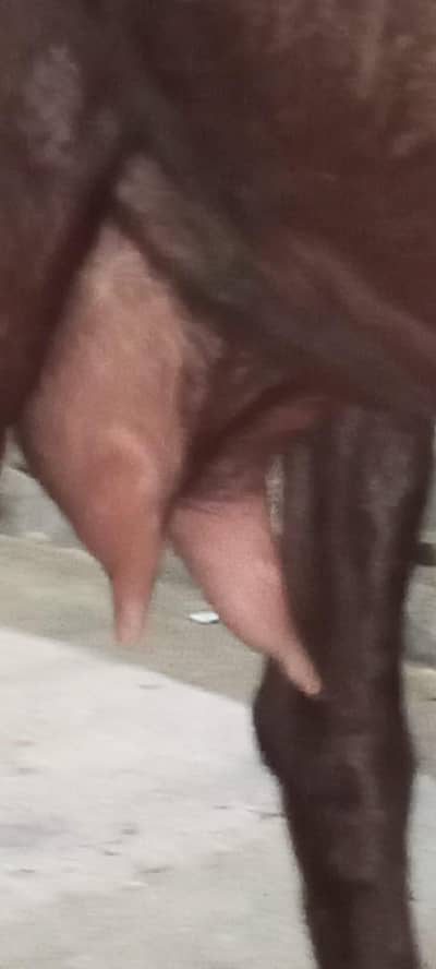 2 dant ki gaban bakri  full tayar he 10 din me bu hy dindye ge