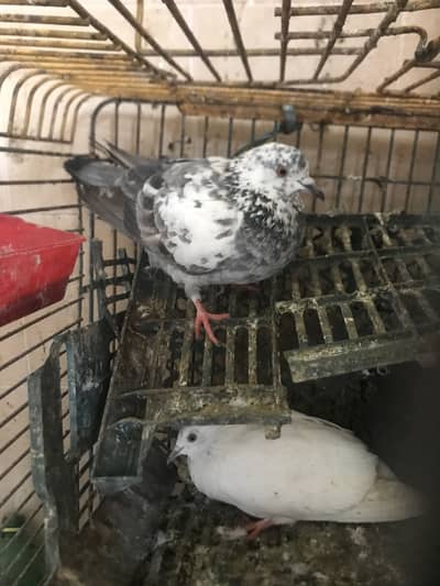Pigeons available for sale