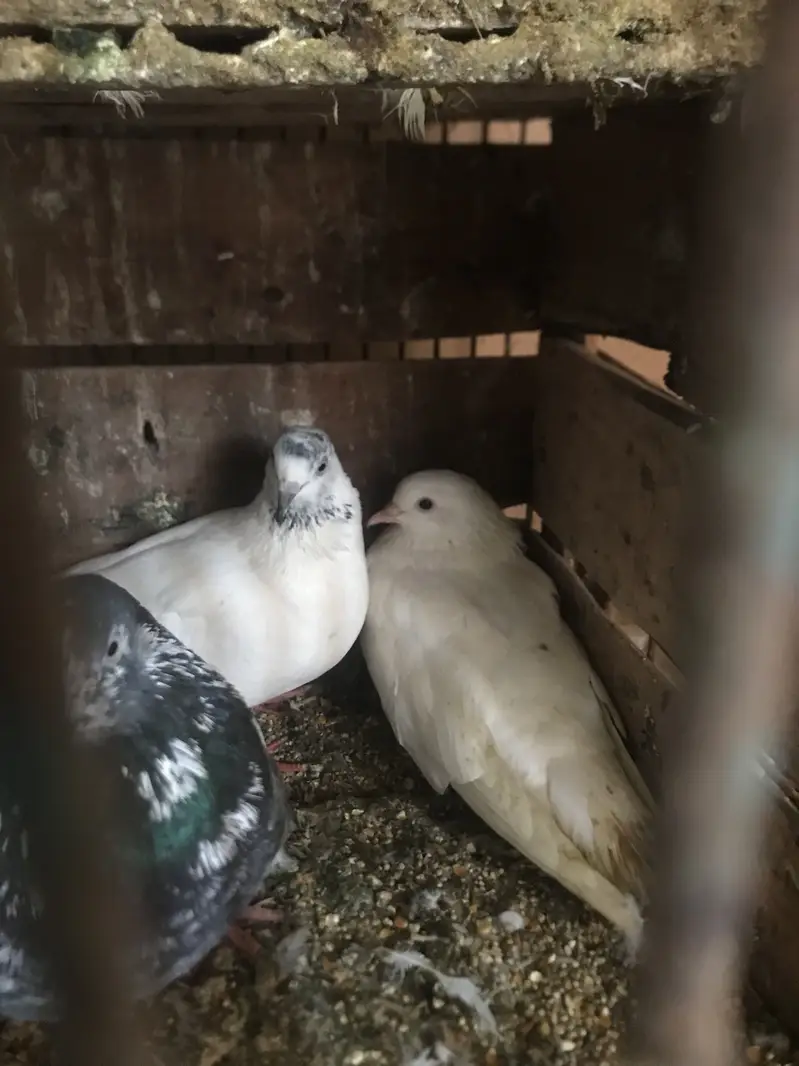 Pigeons available for sale — photo 2