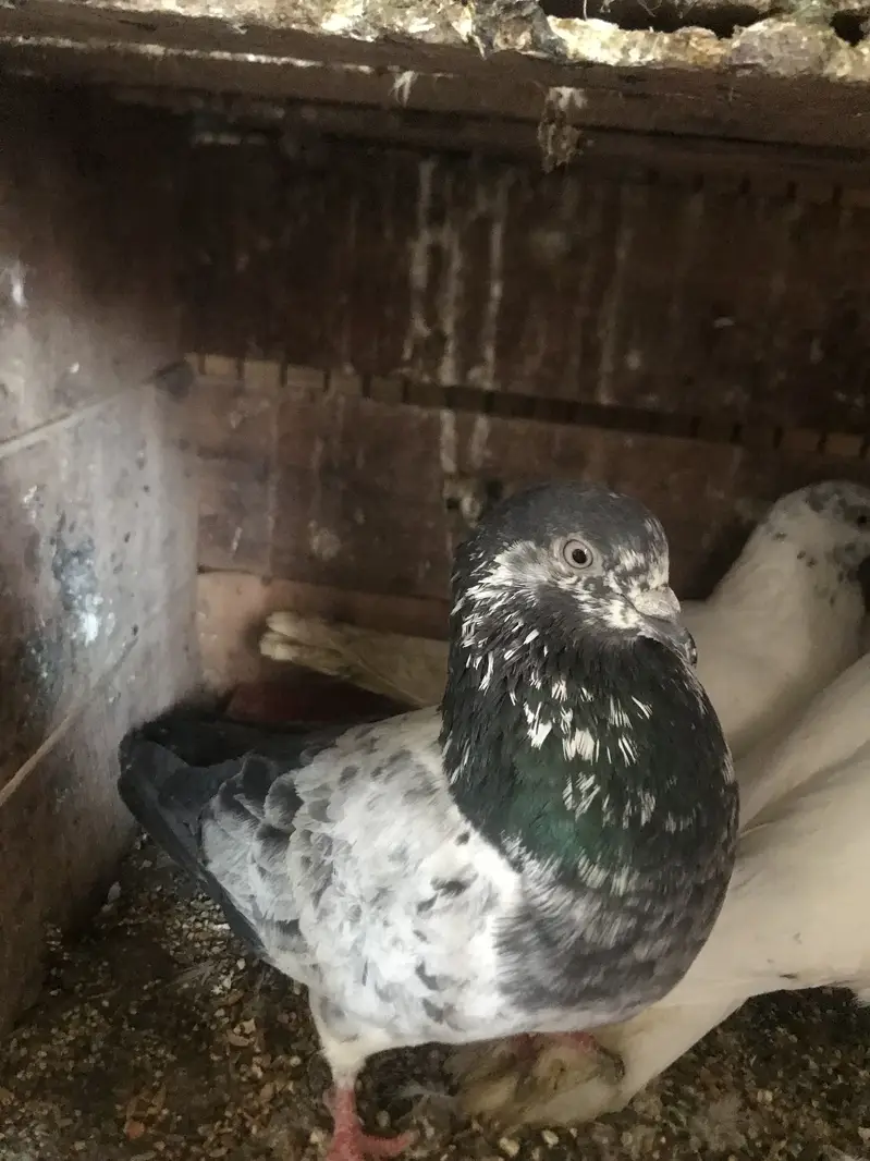 Pigeons available for sale — photo 5