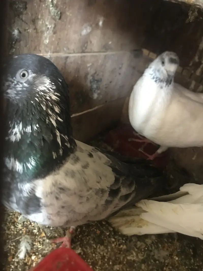 Pigeons available for sale — photo 6
