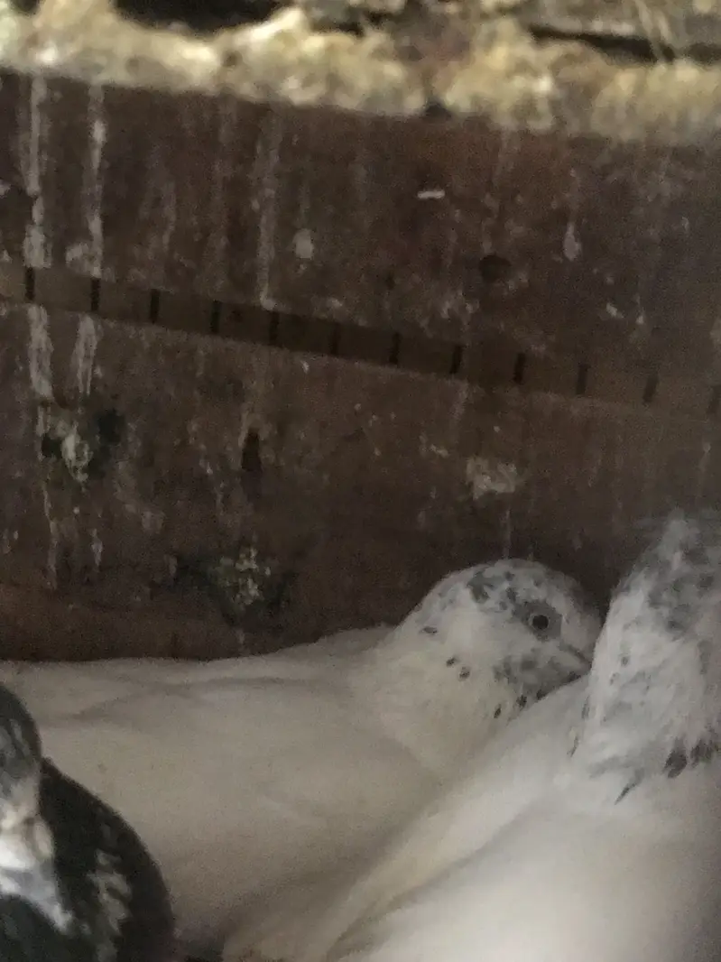 Pigeons available for sale — photo 7