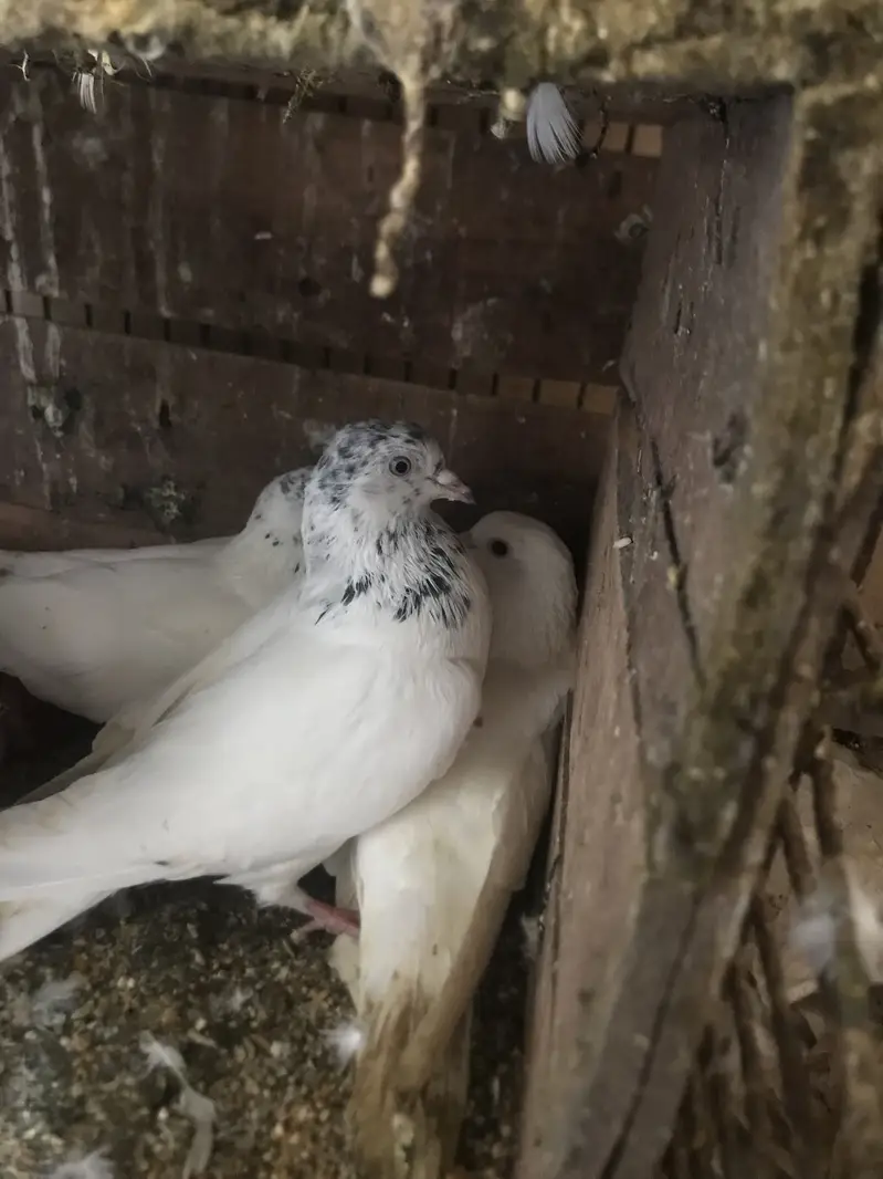 Pigeons available for sale — photo 8