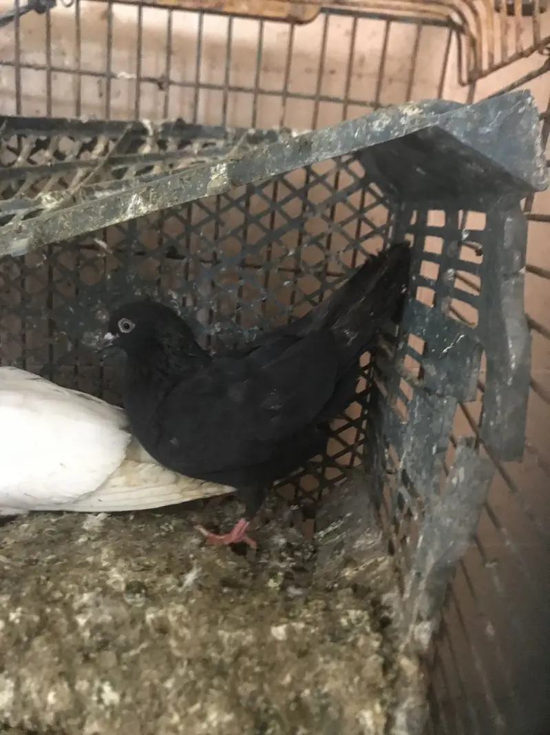 Pigeons available for sale — photo 9