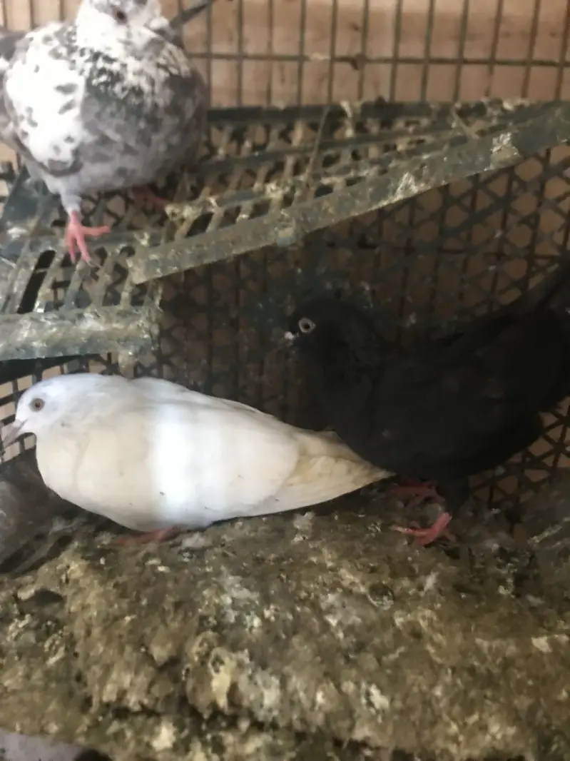 Pigeons available for sale — photo 10