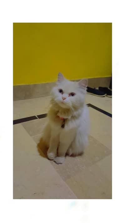 cat white Persian female triple coated