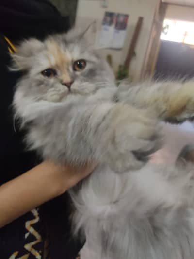 Persian Tripple Coat Cat