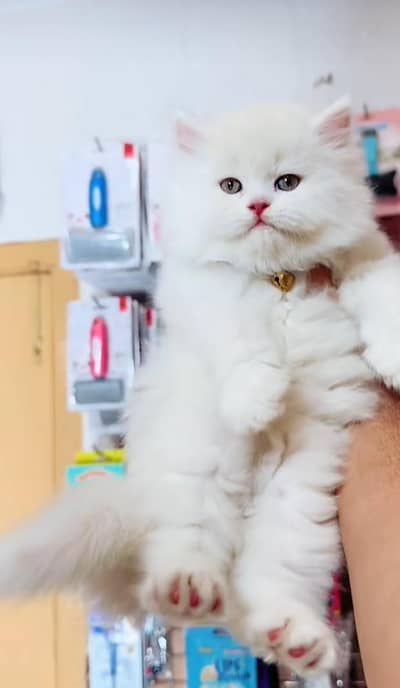 pure persian cats vaccinated triple coated WhatsApp 03317823482