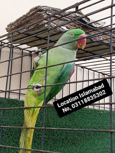 03118835302 Full Hand Tame Frendly Kashmiri Raw Tokking Breeder Female