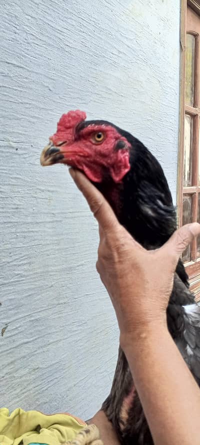 Top Quality Germon OShamo