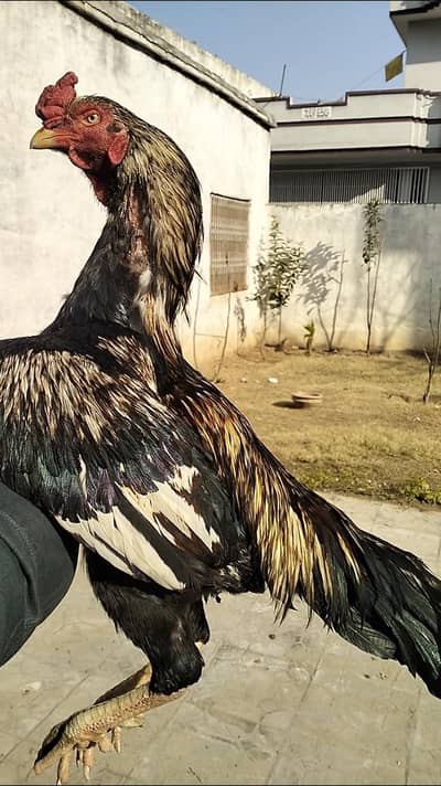 High Quality Jawa Murgha and Mushki madi