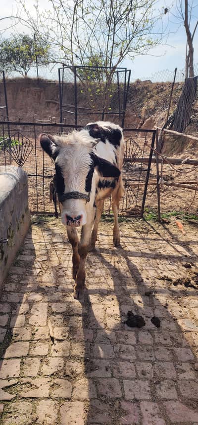 walati wachi and wallati wacha