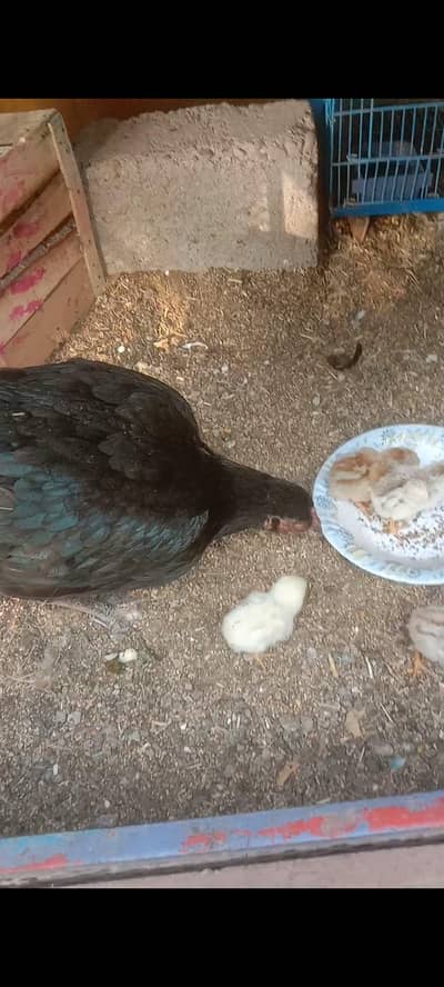 aseel hen with 5 chicks