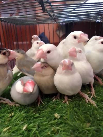 Grey,White,Silver java phatty and silver java male