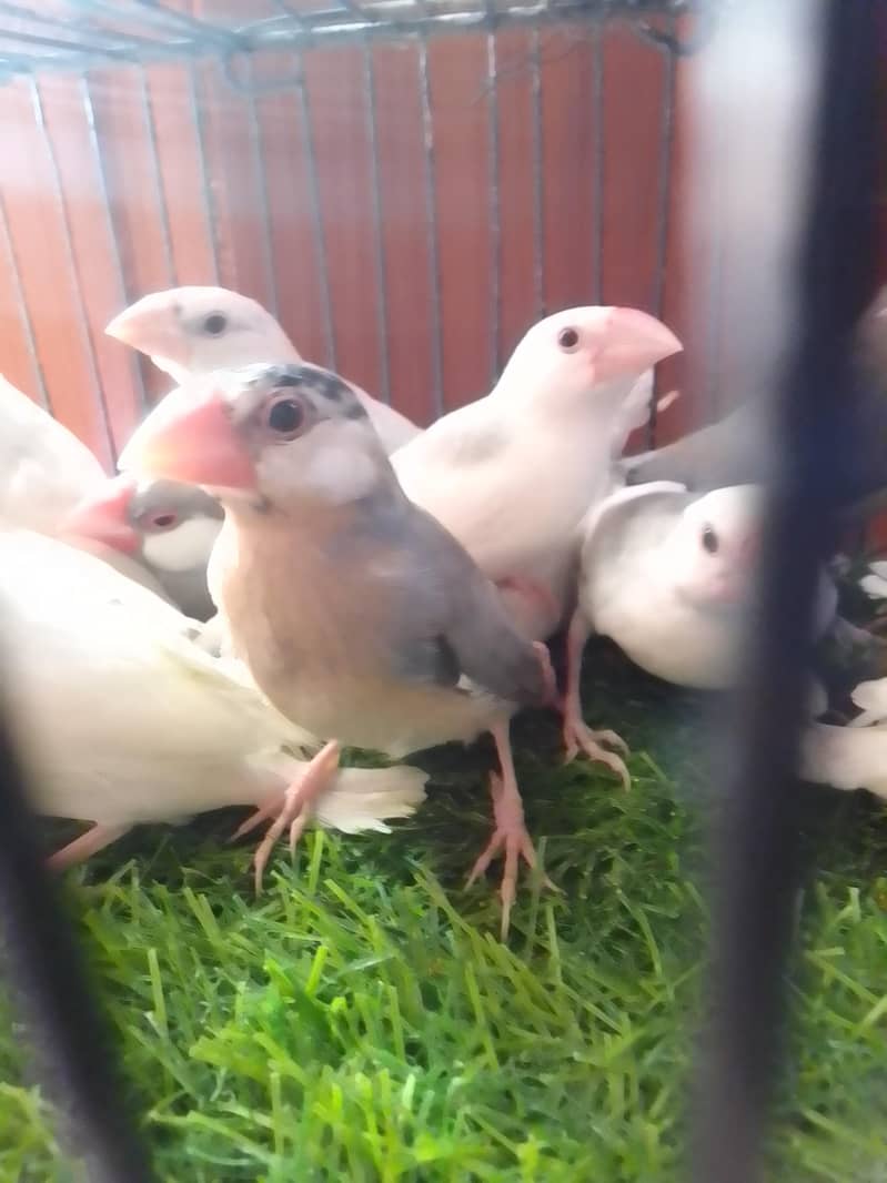 Grey,White,Silver java phatty and silver java male 1