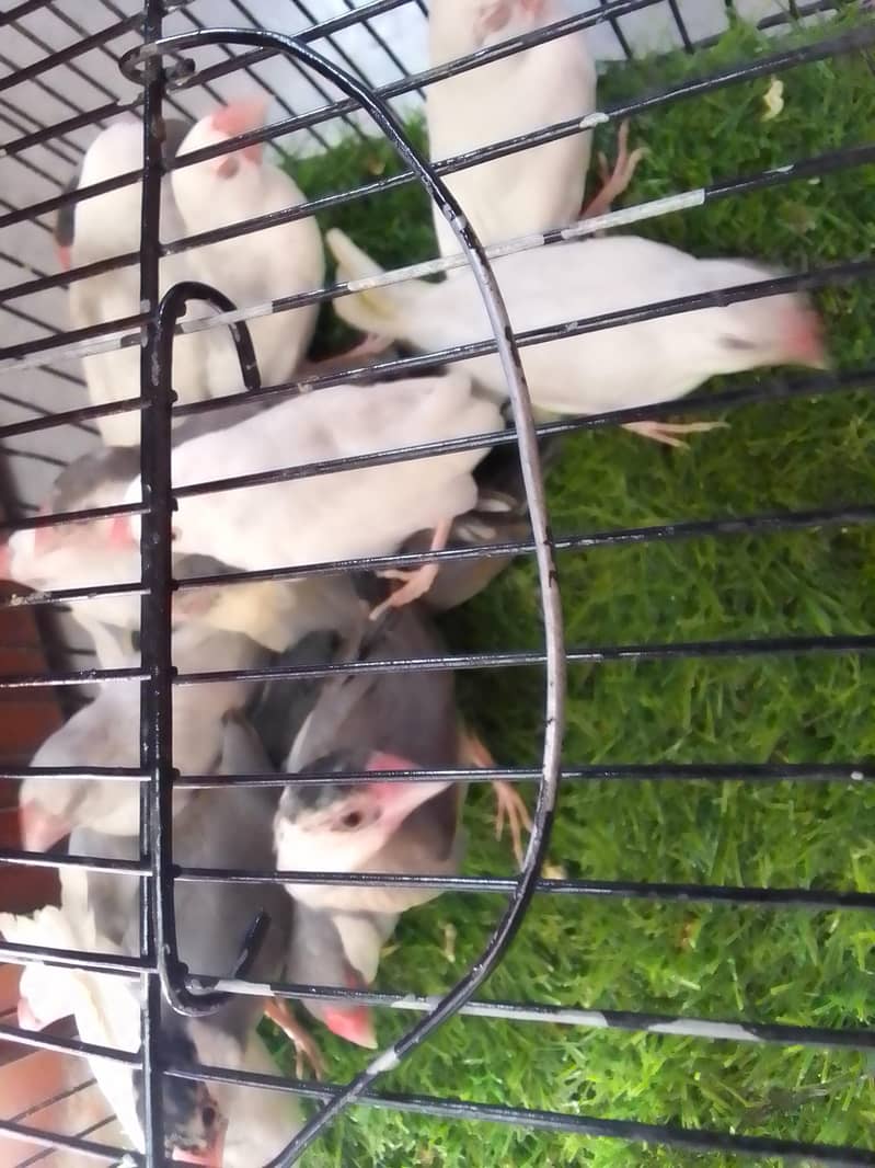 Grey,White,Silver java phatty and silver java male 3