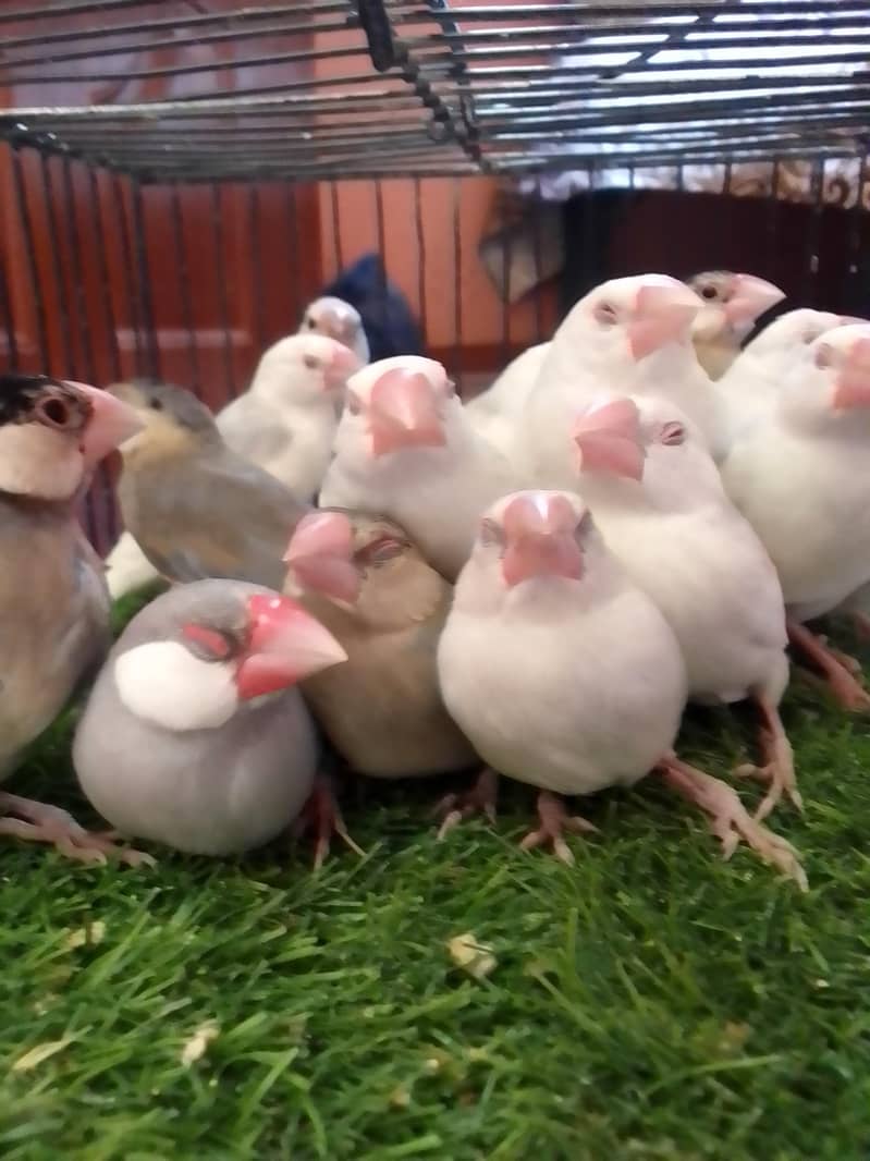 Grey,White,Silver java phatty and silver java male 4