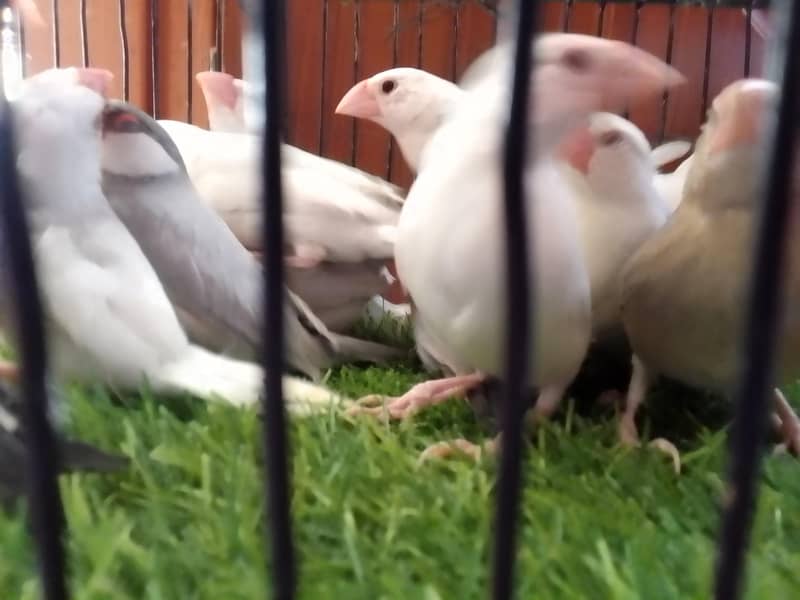 Grey,White,Silver java phatty and silver java male 5