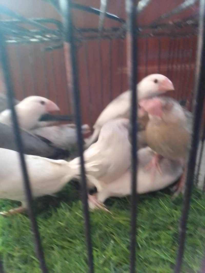 Grey,White,Silver java phatty and silver java male 6