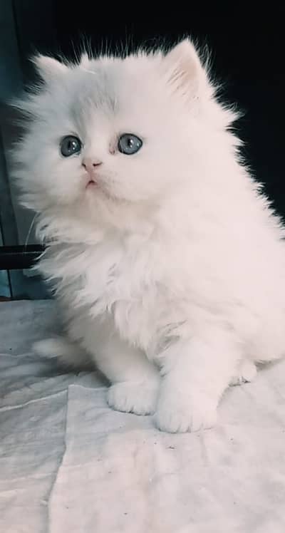 Persian Cat