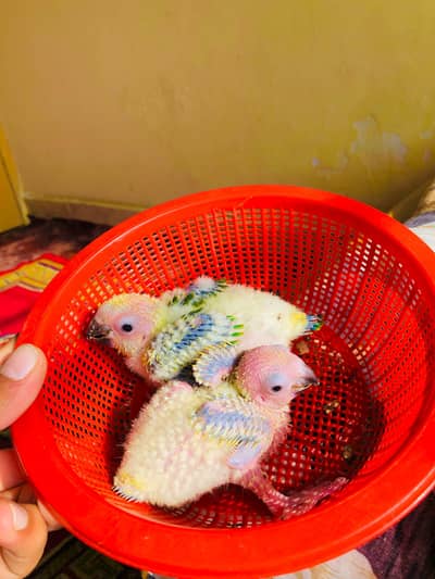 Sunconor Chicks Available